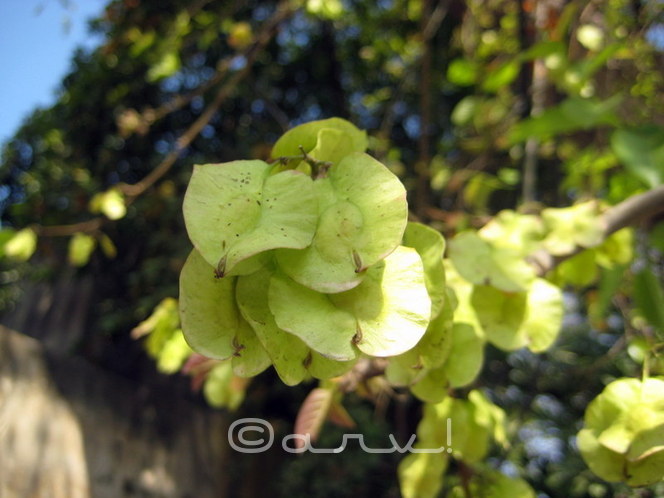 cause-of-allergy-and-ashthama-in-jaipur-delhi-holoptelea-integrifolia-tree
