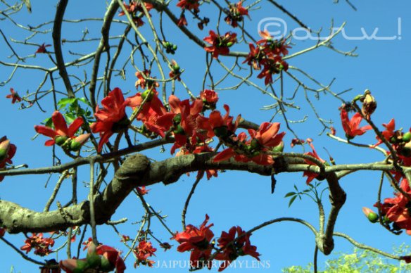 Silk Cotton Tree Semal The Harbinger Of Spring Jaipurthrumylens