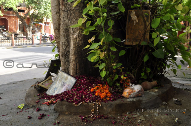peepal-tree-jaipur-disposing-old-flowers-hindu-god-idols