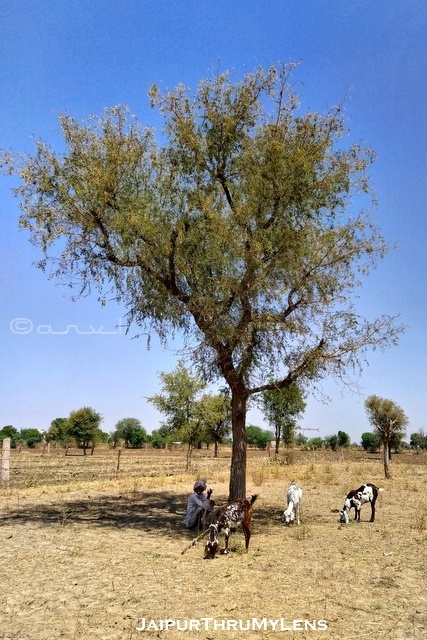 Prosopis cineraria - Wikipedia. Locally known as Jhand or Khejri |  Cineraria, Trees to plant, Tree images