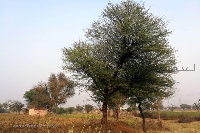 When Amrita Devi and 362 Bishnois sacrificed their lives for the Khejri tree