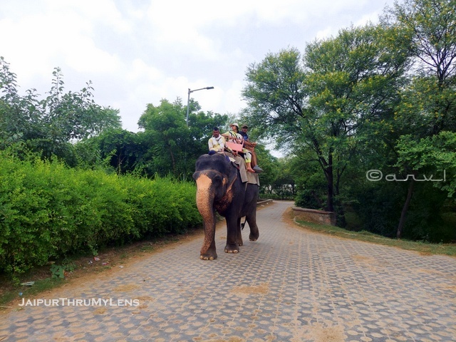 elephant-ride-jaipur-park-hathi-gaon